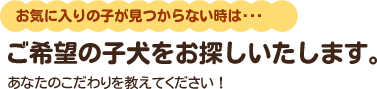 お気に入りの子が見つからない時は、ご希望の子犬をお探しいたします。あなたのこだわりを教えてください。