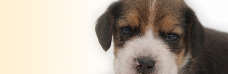 ビーグルの子犬