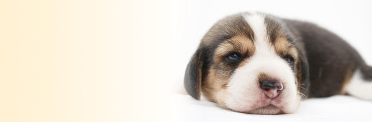 ビーグルの子犬