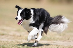 子犬写真