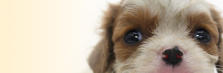 キャバリアキングチャールズスパニエルの子犬