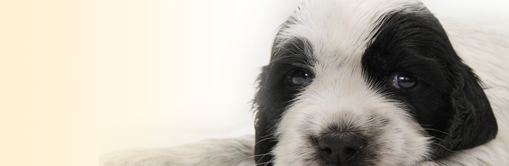 イングリッシュコッカースパニエルの子犬