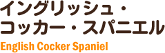 イングリッシュコッカースパニエルの子犬