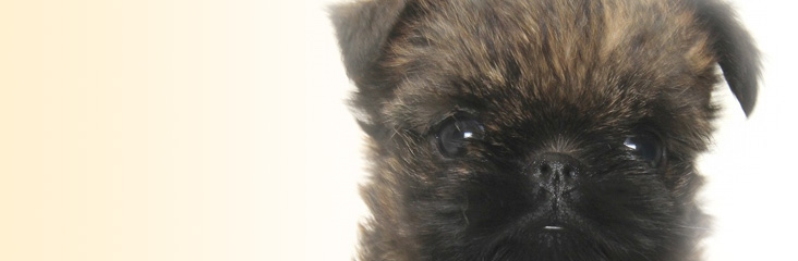 ブリュッセルグリフォンの子犬
