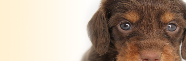 子犬たちの子犬