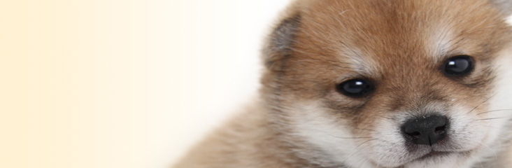 子犬たちの子犬