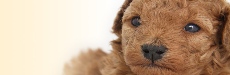 子犬たちの子犬