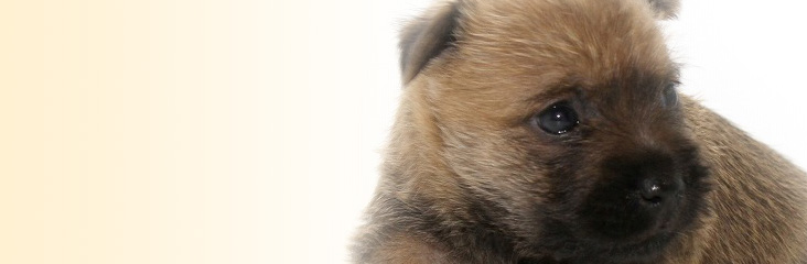 子犬たちの子犬