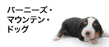 バーニーズ・マウンテン・ドッグ