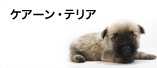 ケアーン・テリア
