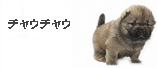 チャウチャウ