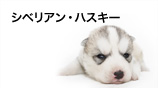 シベリアン・ハスキー