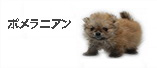ポメラニアン