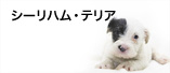 シーリハム・テリア