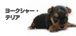 ヨークシャテリア